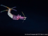 bigair-284